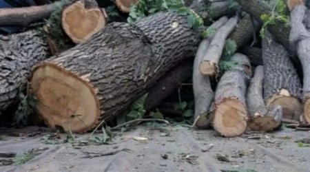 Bakı və daha 3 bölgədə yaşıllıqlara 63 min manatdan çox ZİYAN VURULDU