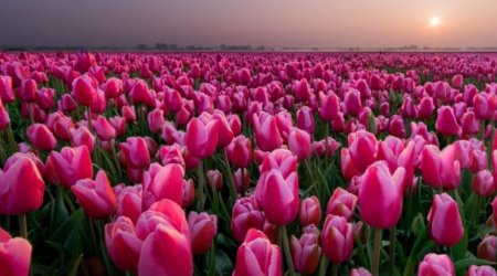 400 yaşını qeyd edən &ldquo;yeməli&rdquo; çiçəklər &ndash; Cəmi üç dənəsinə ev almaq mümkün idi