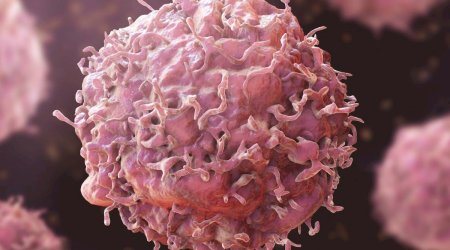 Xərçəngin dərmanı bu heyvanda imiş