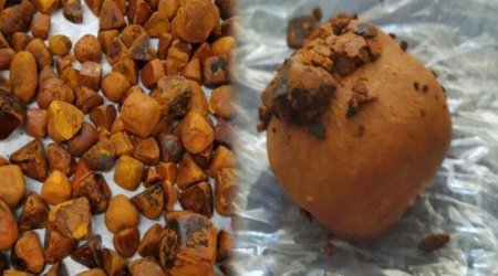 İnəkdən çıxan xəzinə: Tapan varlanır, qiyməti qızılı ikiqat üstələyir