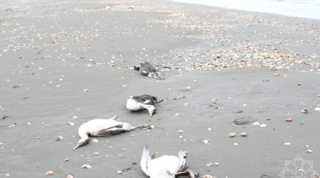 Xəzər sahillərində MÜƏMMA &ndash; Niyə məhz bu növ quşlar tələf olur?