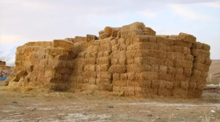 Yevlaxda ot bağlamalarının üzərindən yıxılan 72 yaşlı kişi vəfat etdi