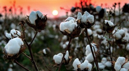 Azərbaycan pambıq ixracından qazancını kəskin ARTIRIB
