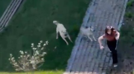 Bakıda tələbə qıza sahibsiz itlər hücum edib - VİDEO