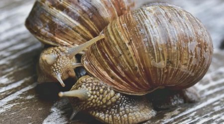 Həyətdəki ilbizlərdən necə qurtulmaq olar?