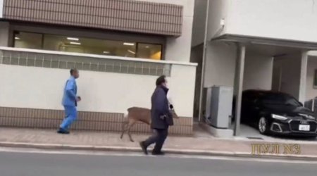 Yaponiyada maral polisə belə &ldquo;təslim oldu&rdquo; - ANBAAN VİDEO