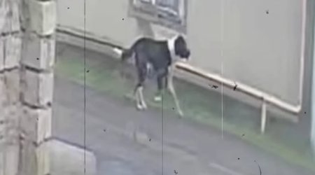 Mərdəkanda sahibsiz it səkkiz nəfərə hücum edib - Sakinlər təşviş içində - VİDEO