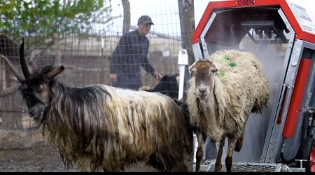 Azərbaycanda qoyunları belə çimizdirəcəklər &ndash; FOTO