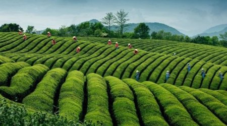 Azərbaycanda ötən il nə qədər çay YIĞILIB? &ndash; Rəsmi AÇIQLAMA