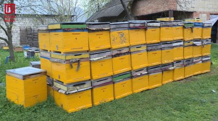 Azərbaycana xaricdən gətirilən arılar RİSK yaradır - Arıçılardan HƏYƏCAN TƏBİLİ &ndash; FOTO 