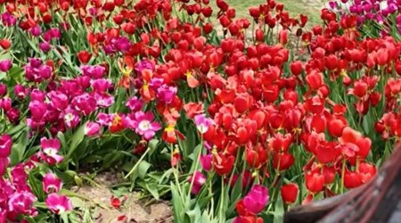 Bulvarda gülləri əzənlər polisə çağırıldı &ndash; VİDEO