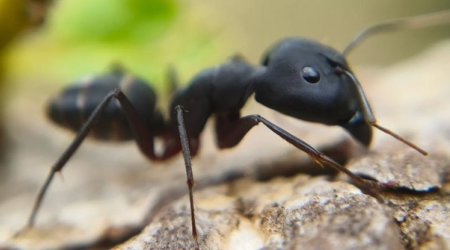 Qarışqalar nə qədər yaşayır? - Alimlərin cavabı