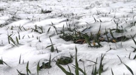 Aprel şaxtası məhsuldarlığa necə TƏSİR EDƏCƏK?