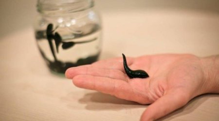 Bu xəbərdən sonra zəlinin qiyməti YÜKSƏLDİ