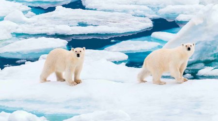 Ağ ayılar niyə yox olur?