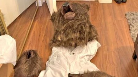 Ermənilər ayı paltarı geyinib, maşınlara hücum etdilər &ndash; ABŞ-da FİLM KİMİ CİNAYƏT