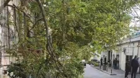 Bakının mərkəzində qırılan ağac təhlükəli vəziyyət yaratdı - VİDEO