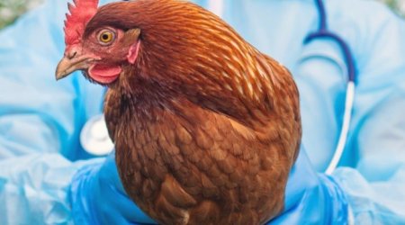 Azərbaycanda quş qripi və Nyukasl xəstəliyi aşkarlanıb? &ndash; RƏSMİ