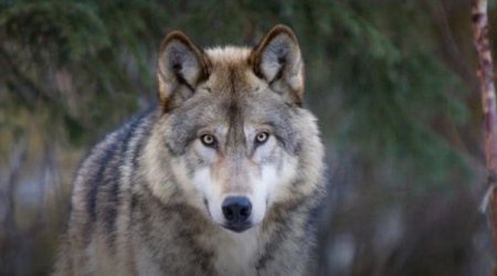 Qaxda canavarlar qoyunları parçalayıb - FOTO