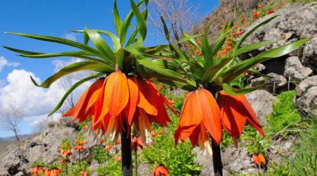 Bu gülü dərənləri 27 min manat cərimə GÖZLƏYİR