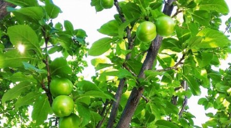 Alça yığarkən ağacdan yıxıldı