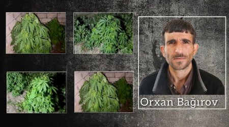 Salyanda çətənə kolları yetişdirən keçmiş məhkum saxlanıldı