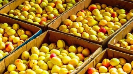 Rusiyada erməni əriyini bu ölkələrin meyvələri əvəz edəcək