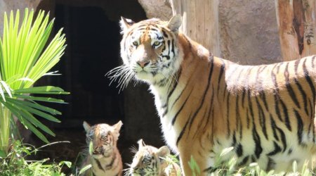 Bakı Zooloji Parkında Amur pələnginin balaları dünyaya gəldi &ndash; FOTO