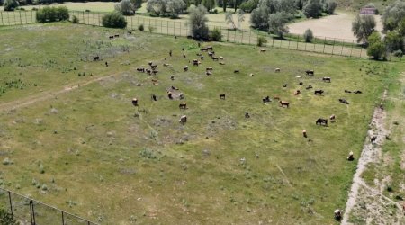 Bir vaxtlar &ldquo;Real&rdquo;ı məğlub etmişdilər &ndash; İndi stadionlarında mal-qara otlayır