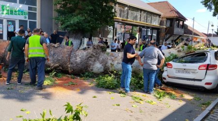 Qoca çinar maşının üstünə aşdı &ndash; FOTO