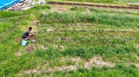 Cəmi 47 təsərrüfatda əkilir &ndash; Bir kiloqramı 560 manata satılır &ndash; FOTO