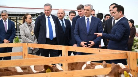 Xocalıda heyvandarlıq kompleksi ilə tanışlıq - FOTO