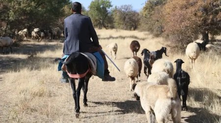 Quzularını qurda tapşırsa, heç belə olmazdı - Çobandan 700 minlik yeyinti...