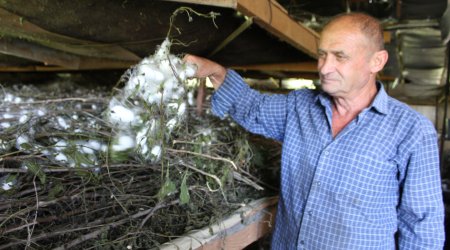 Oğuzda kənd təsərrüfatı yeni mərhələdə - FOTO/VİDEO