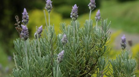 Lavanda yağı: Təbiətin sakitləşdirici və çoxşaxəli gücü