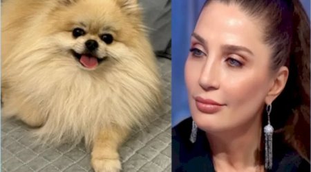 Əməkdar artist itini axtarır
