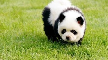 Çində zooparkda itləri boyayıb pandaya bənzətdilər - FOTO