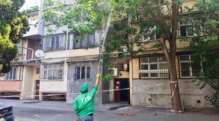 Bakıda ağaclarda dərmanlama işləri aparılır &ndash; FOTO