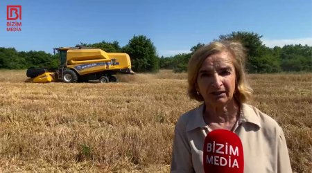 Əkin sahələri artsa da, məhsuldarlıq azalıb... &ndash; Xaçmazın taxıl zəmilərindən VİDEOREPORTAJ