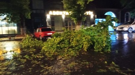 Zaqatalada güclü leysan və külək: İrigövdəli ağac yola aşdı - FOTO