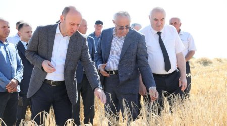 Qusarın icra başçısı taxıl biçini sahələrinə baxış keçirdi - FOTO