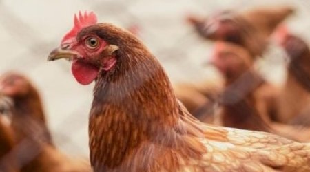 Toyuğunu öldürdüyünə görə dostunu BALTALADI