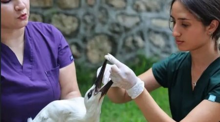 Vəhşi heyvanlar harada və necə MÜALİCƏ olunur? &ndash; Çoxlarının bilmədiyi PROSES