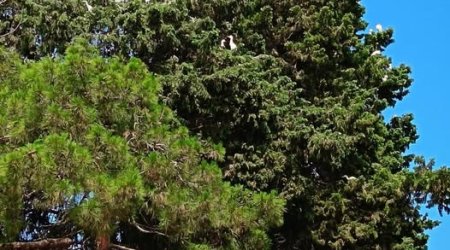 Qazaxda çəkilən BU GÖRÜNTÜLƏR müzakirələrə səbəb oldu - FOTO