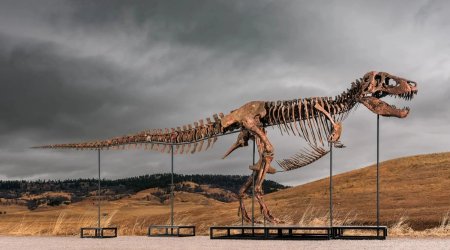 Tiranozavrın skeleti hərracda rekord qiymətə satıldı