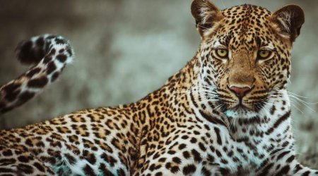 Hindistanda dəhşətli anlar: Leopard mağazaya girib 3 nəfəri yaraladı - VİDEO