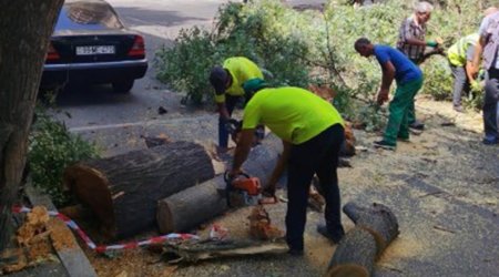 Bakıda sınan ağaclar yollardan götürüldü&ndash; FOTO