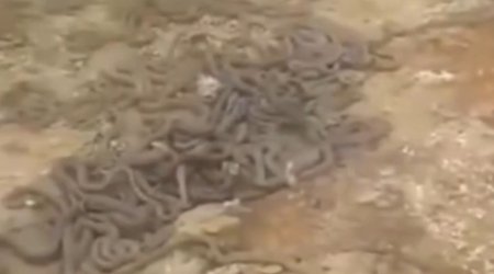 Ağdaşda işçiləri qorxuya salan görüntü: Tikinti sahəsindən ilan sürüsü çıxdı - VİDEO