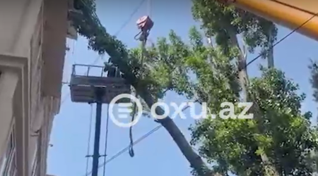 Bakıda beşmərtəbəli binanın üzərinə aşan iri ağac budağı kəsilərək götürüldü &ndash; VİDEO