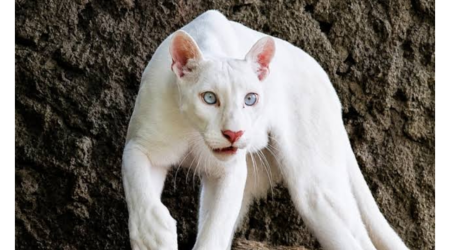 Nadir albinos puma yenidən diqqət mərkəzində &ndash; (Foto)